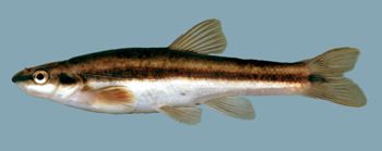 Media type: image; Ichthyology 99395